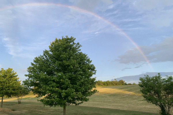 Copy of Rainbow (1)